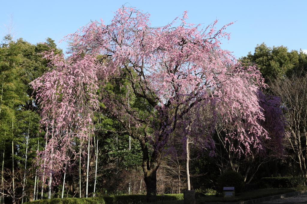 枝垂桜