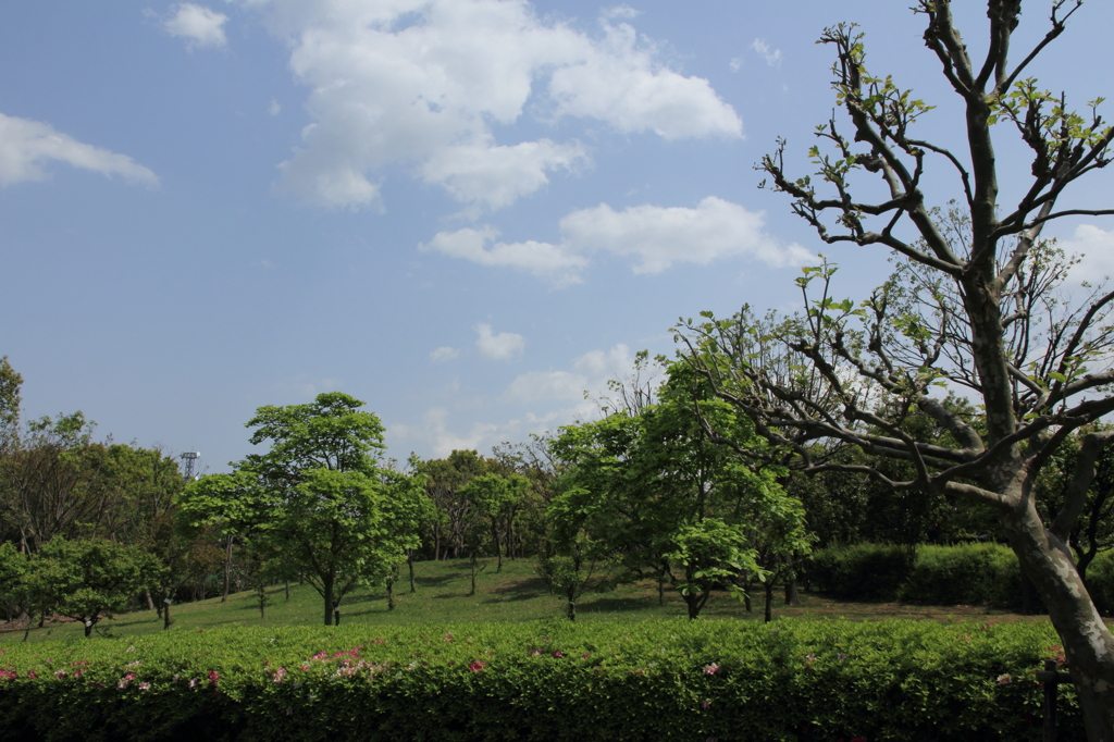 青空