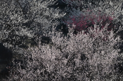 三色