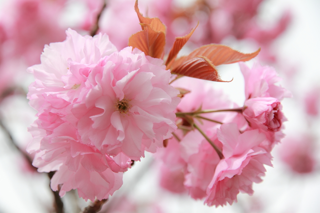 八重桜