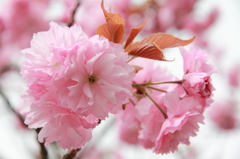 八重桜