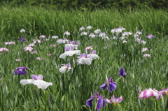 菖蒲