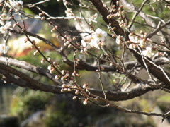 大宰府天満宮　白梅