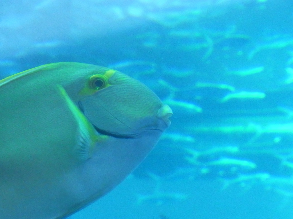 ベイサイドプレイスのたらこ様