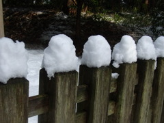 幣立神宮　御神陵内のウサギ