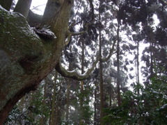 幣立神宮　五百枝裏杉（いほえうらすぎ） 