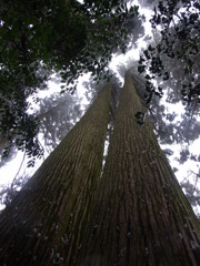 幣立神宮　双子杉