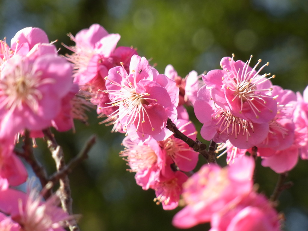 大宰府天満宮　梅の花
