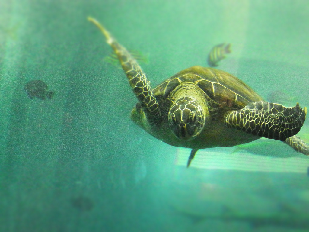 ベイサイドプレイスの亀様