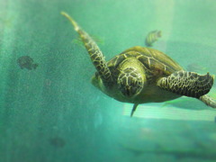 ベイサイドプレイスの亀様