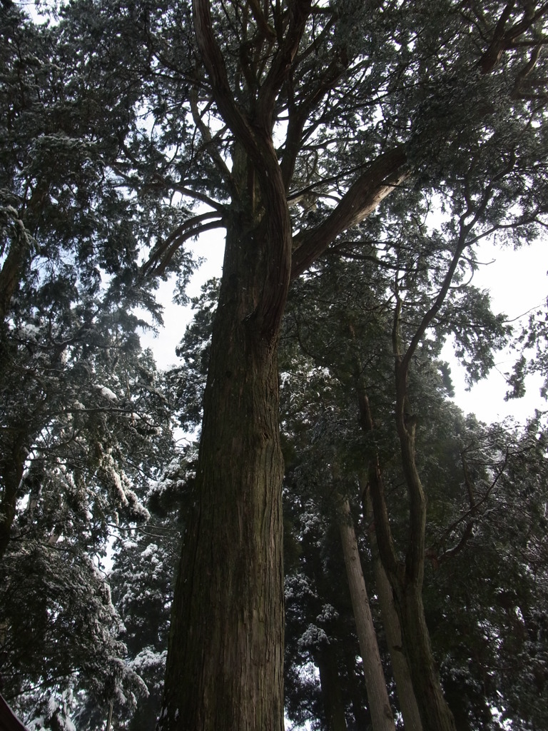 幣立神宮　生きている木々