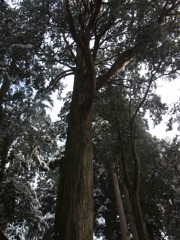 幣立神宮　生きている木々