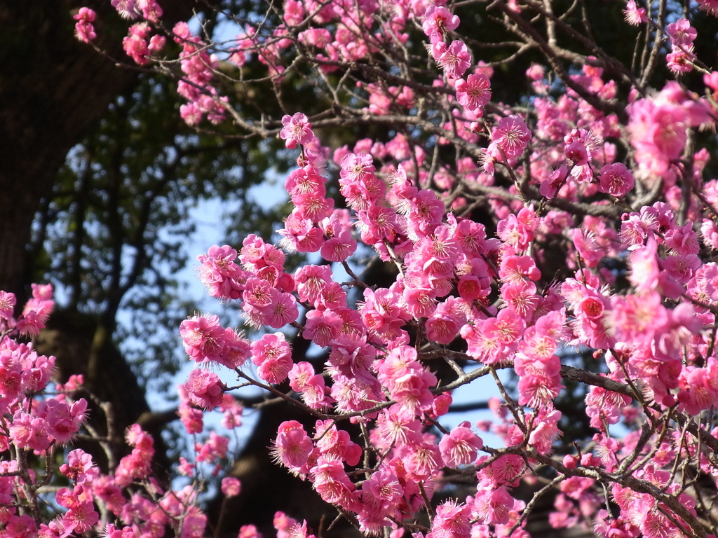 大宰府天満宮　梅満開
