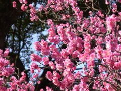 大宰府天満宮　梅満開