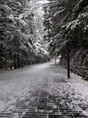 東照宮参道にて