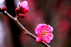 紅　梅