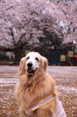 お花見ですよ〜