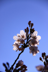 2012 開花
