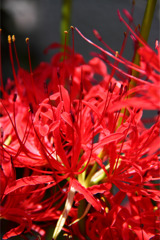 紅　燃ゆるも・・