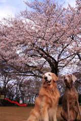 sakura 2011