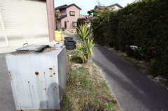 観葉植物