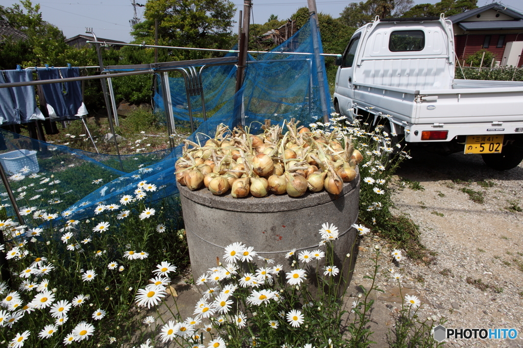 たまねぎのある風景