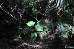 沖縄の森