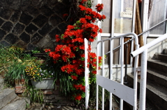 街角の花