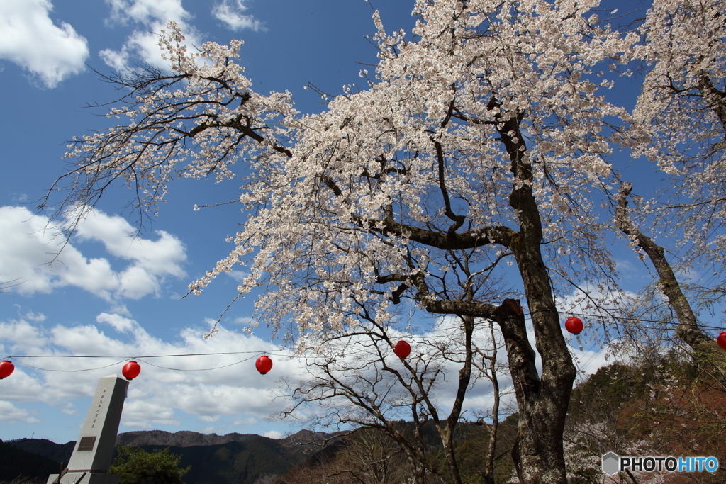 IMG_4618-1　郡上の春