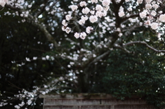 春の光