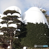 冬の庭木