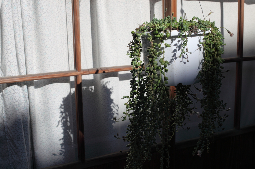 鉢植え