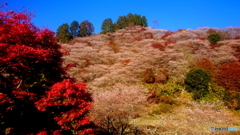 DSC_0424-2　四季桜の山