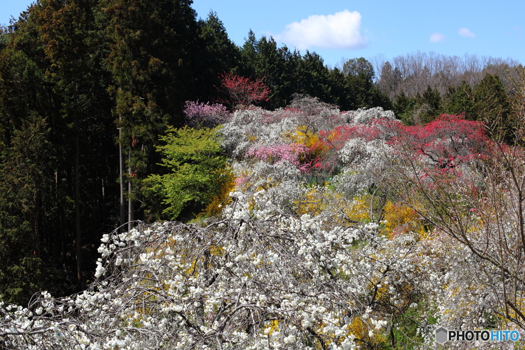 IMG_4962-1　しだれ桃の里