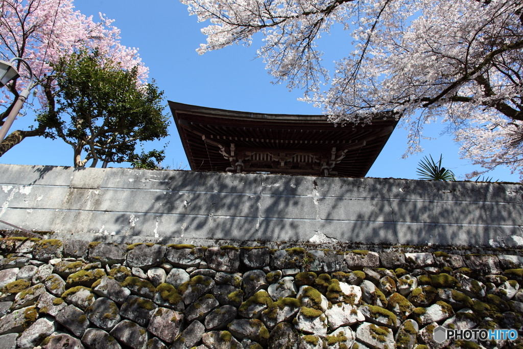 IMG_4823-1　郡上の春