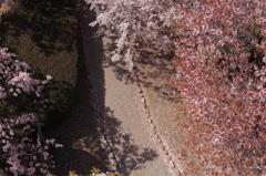 春の小道