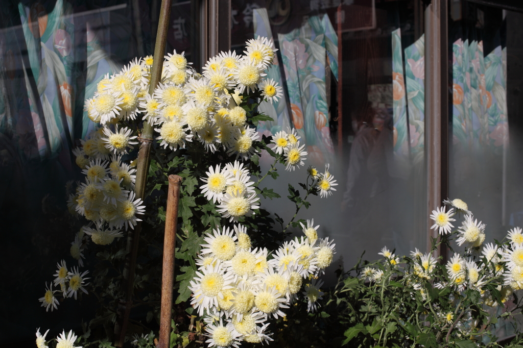 街角の菊