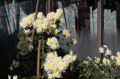 街角の菊