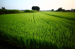 田園（２）