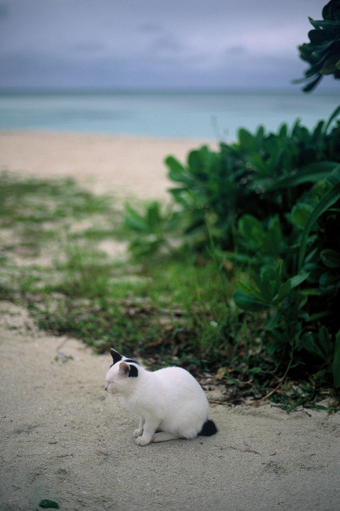 海・猫