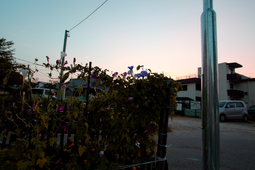 朝顔が咲く頃