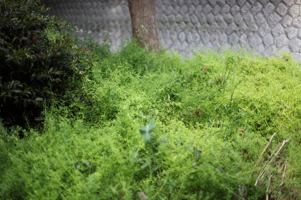 若草