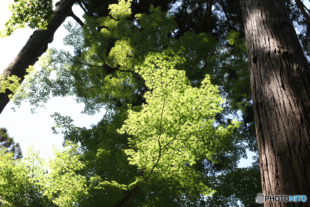 香嵐渓・夏の光