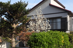 玄関先