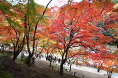 紅葉の散歩道