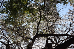 八幡様の桜　１１