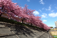 IMG_2388-1　河津桜