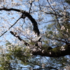 はるそら　９
