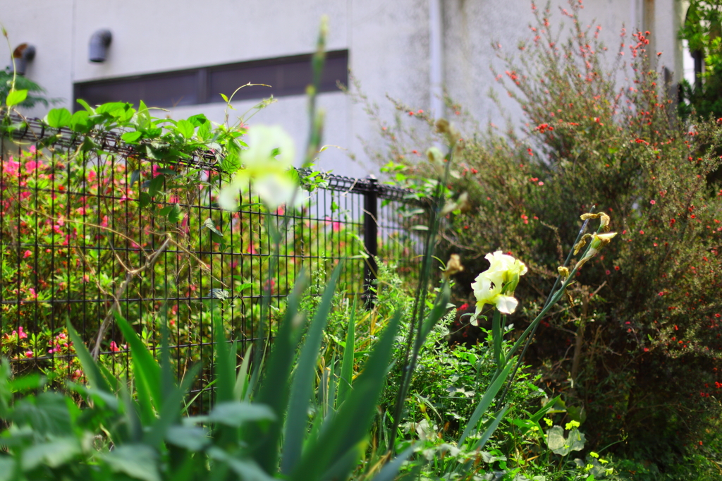 5月の花園