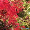 ２０１５年京都晩秋